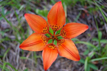 Western Lily